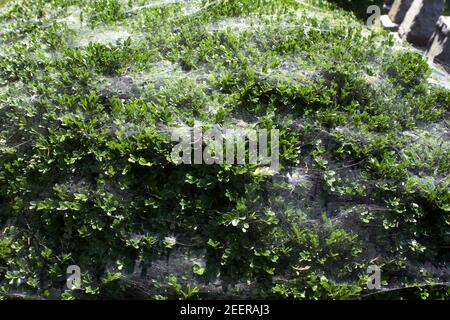 Boxwood shrub covered in spiderwebs Stock Photo