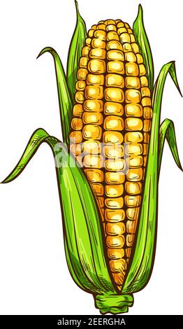 Maize corn sketch icon. Vector isolated symbol of grain plant corn cob or corncob ear vegetable with leaves for veggie salad or vegetarian grocery sto Stock Vector