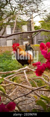 Rooster on branches, outside in Key West, Florida, FL USA.  Southern most point in the continental USA.  Island vacation destination. Stock Photo