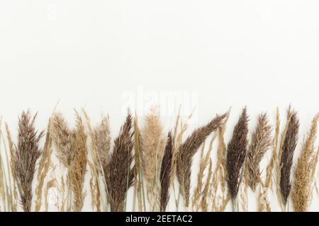 Reeds foliage branches bouquet on neutral white background. Flat lay, top view. Floral design. Stock Photo