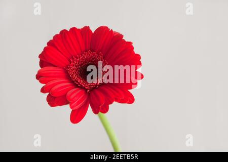 spring concept- red gerbera flower - red daisy macro petals on white background Stock Photo