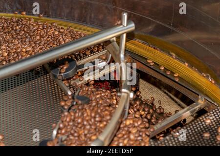 Roasted coffee beans of the Robusta variety being mixed in a circular container at the exit of the roasting oven. At this moment it goes out through a Stock Photo