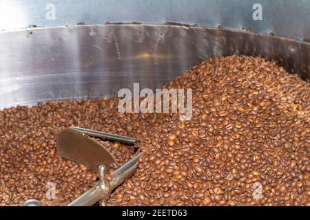 Roasted coffee beans of the Robusta variety being mixed in a circular container at the exit of the roasting oven. Stock Photo