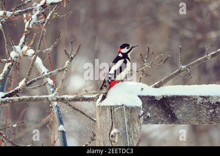 Great Spotted Woodpecker in the winter garden. Woodpecker in a black and red cap and with a red tail. Buntspecht, Dendrocopos major. Stock Photo