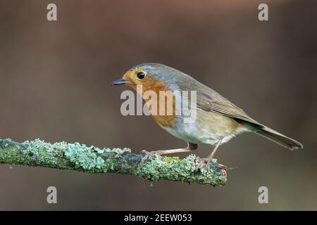 European robin, Erithacus rubecula, adult perched on branch, Norfolk, England, United Kingdom Stock Photo