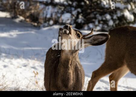 Male Kaibab deer (subspecies of mule deer) with antlers; head raised, snow on face. Grand Canyon National Park. Snow in the background. Stock Photo