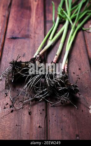 Fresh green garlic on wooden background. Top view. Healthy food. Stock Photo