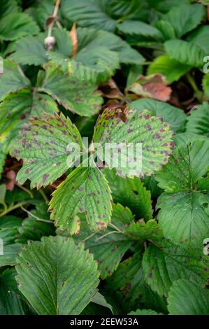 Sick strawberry bushes. Fungal diseases of strawberry leaves. Rust, a brown stain on the leaves of strawberry plants. Stock Photo