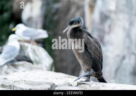 European shag, Phalacrocorax aristotelis, single chick standing on rocks, England, United Kingdom Stock Photo