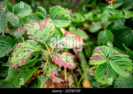 Sick strawberry bushes. Fungal diseases of strawberry leaves. Rust, a brown stain on the leaves of strawberry plants. Stock Photo