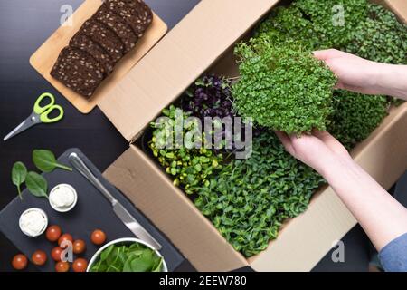 Organic raw microgreens - Top view of a women picking up a container of superfood sprouts out of a cardboard box filled with multiple sprouts. Healthy Stock Photo