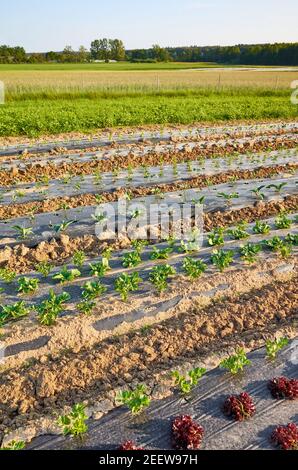 Organic vegetable farm field with patches covered with plastic mulch. Stock Photo