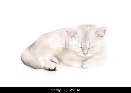 Adorable white with gray British kitten asleep on a white background. Stock Photo