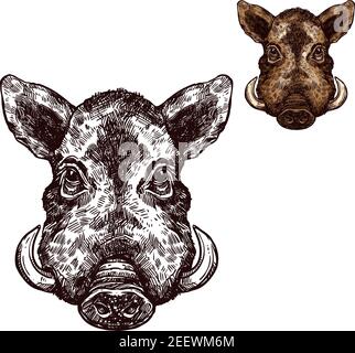 Boar wild animal sketch vector icon. Muzzle head of wild aper swine or pig hog symbol for wildlife fauna and zoology or hunting sport team trophy and Stock Vector