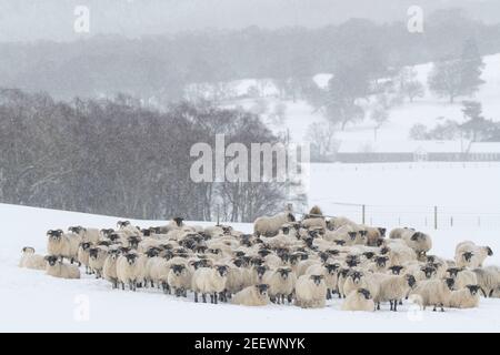 A Flock of Scottish Blackface Sheep Huddle Together During a Snow Storm in the Aberdeenshire Countryside Stock Photo