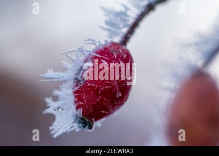 The red fruits of the dog rose, the rose hips are covered with hoarfrost and ice crystals after a cold night. Stock Photo