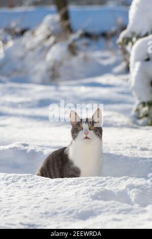 A Grey and white Cat Sitting on a Path Through Snow and Looking Up Stock Photo