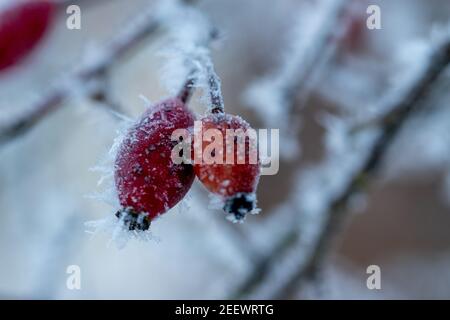 The red fruits of the dog rose, the rose hips are covered with hoarfrost and ice crystals after a cold night. Stock Photo