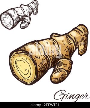 Ginger root isolated sketch of kitchen spice. Fresh rhizome of raw ginger for healthy food and drink label, natural seasoning and folk medicine ingred Stock Vector