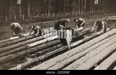 An old press photograph of British forestry workers in the New Forest (UK) stripping and creosoting telegraph poles. Stock Photo
