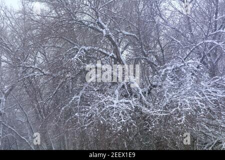 Branches of large tree covered with frost in winter. Snow and blizzard in forest. Frosty bad weather concept. Stock Photo