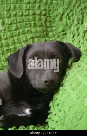 Portrait of  small black dog. Puppy lies on green sofa at home. Concept of love for pets. Stock Photo