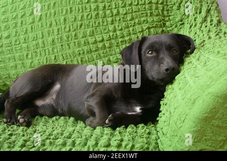 Black male dog lies on green sofa at home and looks into camera. Concept of love for pets. Stock Photo