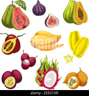 Exotic and tropical fruit vector watercolor illustration. Fresh mango, fig and papaya, guava, carambola and passion fruit, lychee, tamarillo and drago Stock Vector