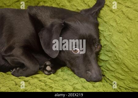 Black little dog lies on the couch and waits for owner. Puppy looks into camera with offended eyes. Longing and sadness of pet. Stock Photo