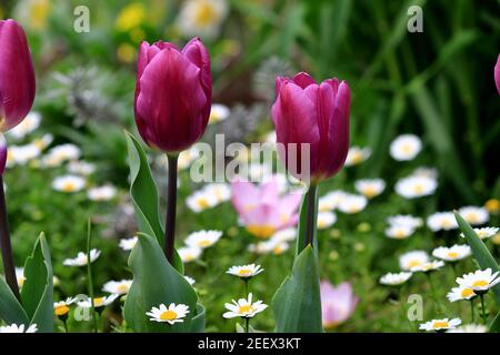 Spring flower bed with red tulips in bloom Stock Photo