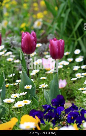 Spring flower bed with red tulips in bloom Stock Photo