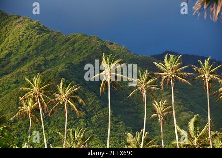 A row of coconut trees dramatically lit up at sunrise with tropical rainforest and mountain in distance just after storm passed, on Oahu, Hawaii, USA Stock Photo