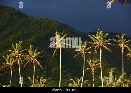 A row of coconut trees dramatically lit up at sunrise with tropical rainforest and mountain in distance just after storm passed, on Oahu, Hawaii, USA Stock Photo