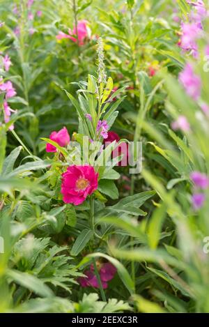 Summer blossom in the field. Rosa rugosa grows in the thicket of fireweed / rosebay willowherb (Chamaenerion angustifolium). Stock Photo