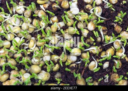Microgreens sprouts. Sprouts of green peas. Healthy diet. Home grown greens. Young peas grown at home. Stock Photo