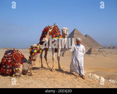 Camel driver with decorated camels, Giza Pyramids, Giza, Republic of Egypt Stock Photo