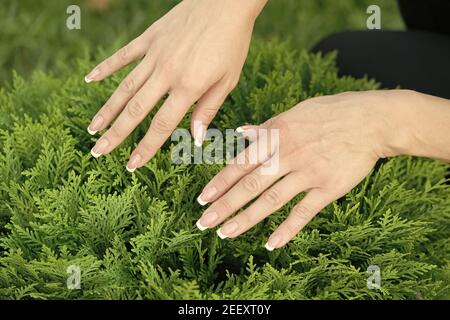 Female hands with perfectly groomed nails on natural evergreen foliage background, manicure. Stock Photo