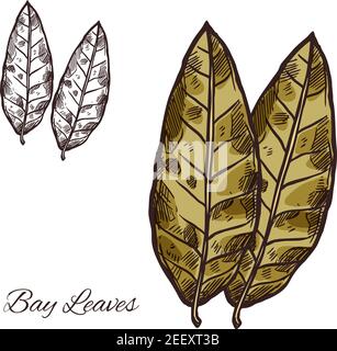 Bay leaf sketch of spice and culinary herb. Green bay leaf of laurel tree isolated icon of spicy cooking ingredient, food seasoning and flavoring for Stock Vector