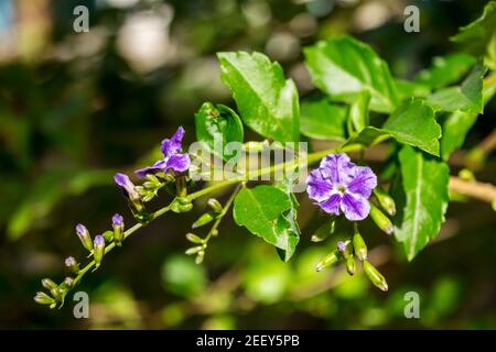 Close up of purple tibourchina flowers in a tropical garden Stock Photo