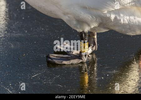 An adult mute swan leg with a ring number. Stock Photo