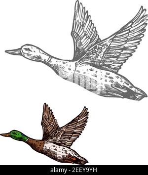 Duck waterfowl bird isolated sketch of wild or farm animal. Duck flying up, fowl or mallard with green feather on head for hunting sport emblem or wil Stock Vector