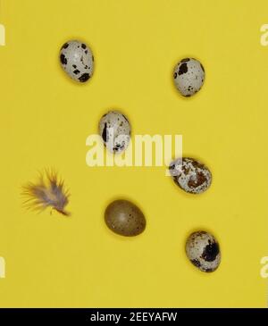 Quail eggs on yellow background with small feather  Stock Photo