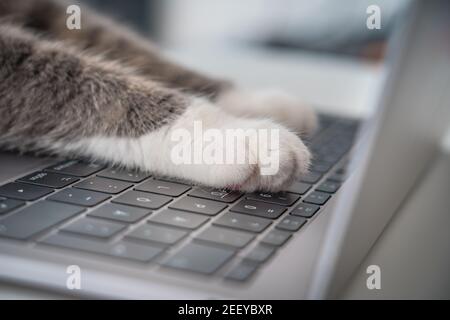 Cat working on computer. Funny photo of cat paws typing, texting or pressing buttons on a laptop keyboard Stock Photo