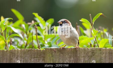 Sparrow, male house sparrow (passer domesticus) on a garden fence, UK Stock Photo
