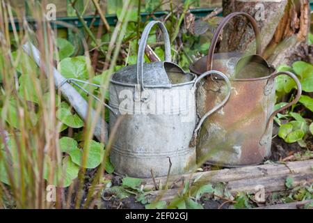 Two rusty old retro watering cans, galvanized metal, as ornaments in a flowerbed in a UK garden Stock Photo