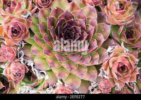 Intricate rose-like pattern of a green echeveria with magenta petals, detailed closeup. Stock Photo