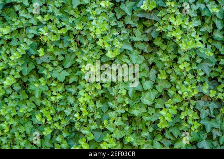 Green ivy Hedera with glossy leaves and white veins on the wall. Stock Photo