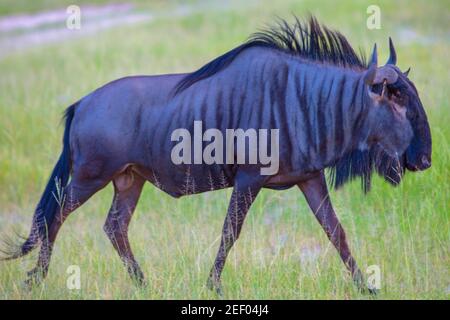 Blue Wildebeest (Connochaetes taurinus). Bull or Male. Profile. Side or flank view. Walking across grassland, Moremi. Okavango Delta. Botswana. Stock Photo