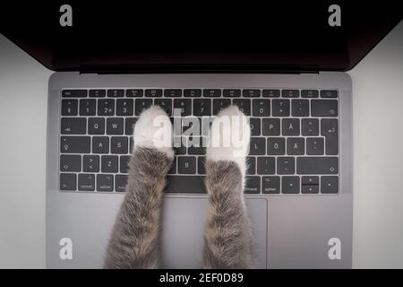 Top view of cat working on computer. Funny photo of cat paws typing, texting or pressing buttons on a laptop keyboard Stock Photo