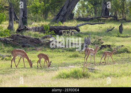 Impala (Aepyceros melampus). Two hornless adult breeding females each with an attendant growing young. In woodland savanna grasslands. Botswana. Stock Photo